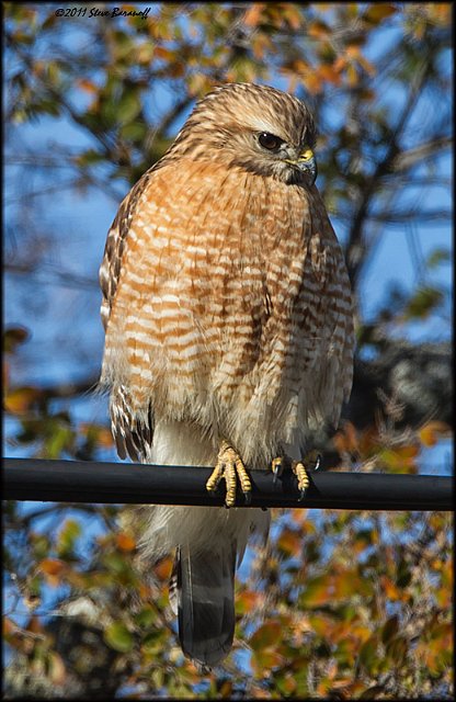 _1SB0268 red-shouldered hawk.jpg